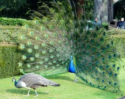 De ce Peacock nu poate cânta