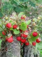 Strawberry Field - hasznos tulajdonság és ellenjavallatok