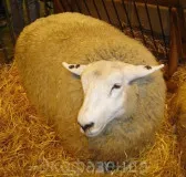 Hasznos tippek, gondoskodás a juhok, külső jellemzői a juh, birka, juh fajta, juh fiziológia