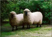Полезни съвети, грижи за овцете, външни характеристики на овце, овце, овце порода, овце физиология