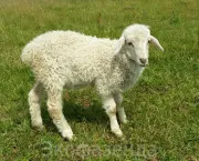 Полезни съвети, грижи за овцете, външни характеристики на овце, овце, овце порода, овце физиология