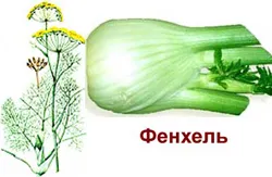 Корисні властивості фенхеля