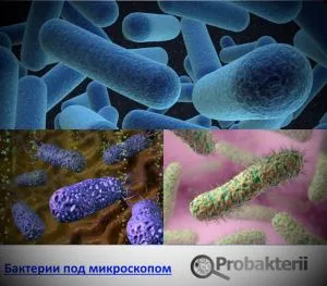 Jótékony baktériumok nevek és hogyan alkalmazhatók az emberre