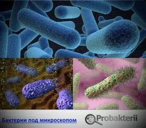 nume de bacterii benefice și modul în care acestea sunt utile pentru oameni