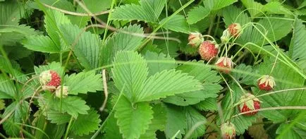 Strawberry поле - полезни свойства и противопоказания