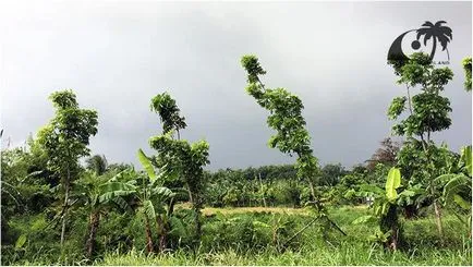 Vremea în Phuket (Thailanda) în luna august sezonul ploios