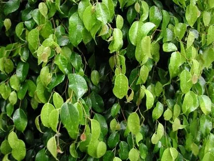 Öntözés Ficus benjamina, Ficus Benjamin