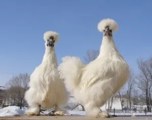 Rasa pui în Belarus și caracteristici fotografie