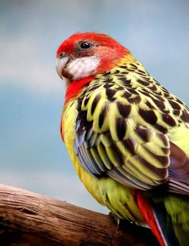 Rosella папагал, снимка, поддръжка, обслужване, видове