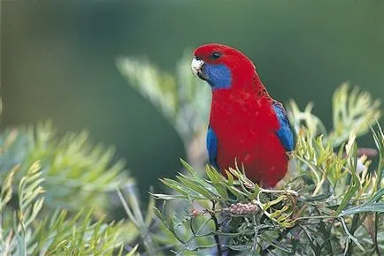 Rosella papagal, fotografie, întreținere, îngrijire, tipuri