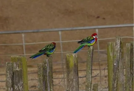 Papagáj tarka Rosella leírás, különösen a kezelés és karbantartás