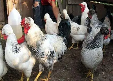 Breed csirke „orosz meztelen” csirke fajták