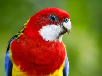 Parrot петна описание Rosella, специално обслужване и поддръжка