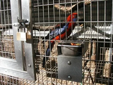 Rosella папагал, снимка, поддръжка, обслужване, видове