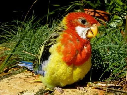 Parrot петна описание Rosella, специално обслужване и поддръжка