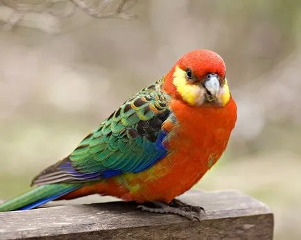 Rosella papagáj, fotó, karbantartás, ápolás típusok