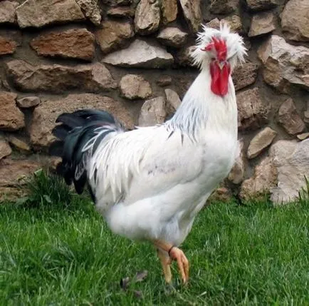 Breed csirke „orosz meztelen” csirke fajták