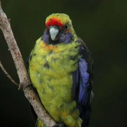 Rosella papagal, fotografie, întreținere, îngrijire, tipuri