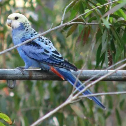 Rosella papagáj, fotó, karbantartás, ápolás típusok