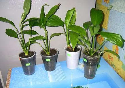 Helyes transzplantációs Spathiphyllum vásárlás után