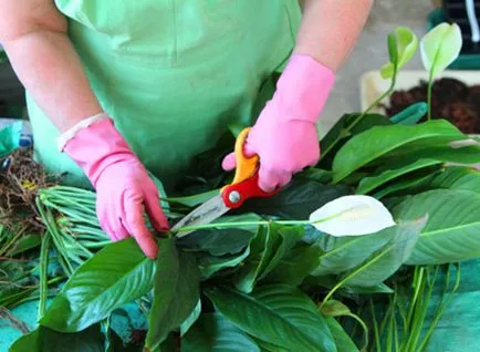 Helyes transzplantációs Spathiphyllum vásárlás után