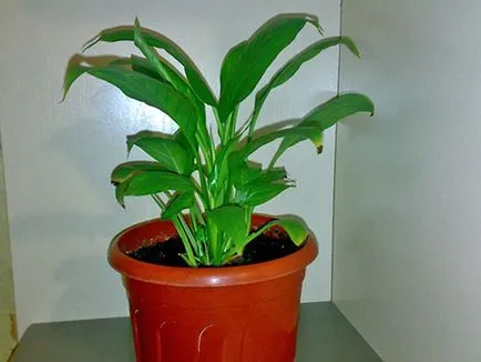 Helyes transzplantációs Spathiphyllum vásárlás után