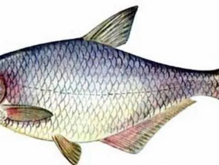 Az édesvízi halak kék keszeg fotó, különösen a költési és gyönyörködtető madarak, kék keszeg hal élőhelye