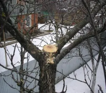 Megfelelő metszés az öreg almafa ősszel törmelék rendszerébe, különösen, hogy mikor indul a metszés, mint