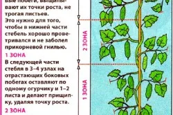 Natural земеделие отглеждане на краставици на открито място