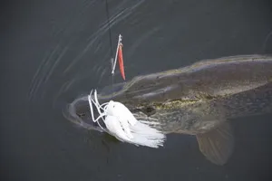 spinerbaits de aplicare momeală, atunci când pescuitul de stiuca - tipuri de momeli și tactici de pescuit