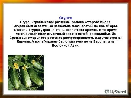 Представяне на културното домати или доматено tomat- един от най-популярните зеленчуци