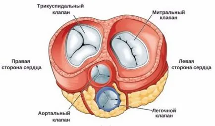 Пролапс мітрального клапана (клапана) Пролапс мітрального клапана