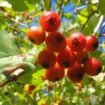 Розширення аорти серця (розширення аорти серця) Розширення аорти серця