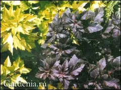 physocarpus kalinolistny