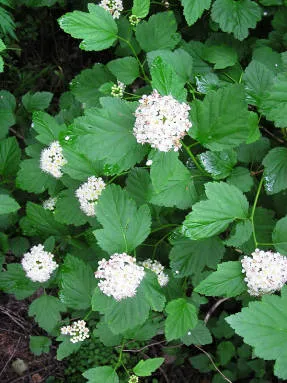 Physocarpus - lombhullató fák és cserjék - díszfák és cserjék