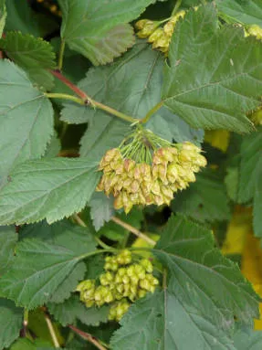 Physocarpus - arbori și arbuști cu frunze căzătoare - arbori și arbuști ornamentali