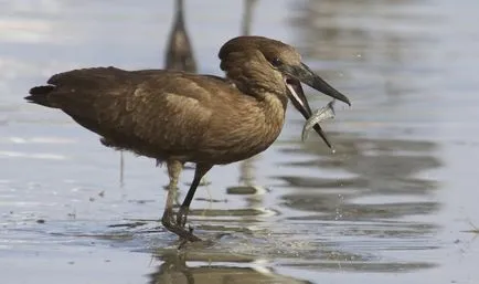 Bird чук ченге, pterodabl