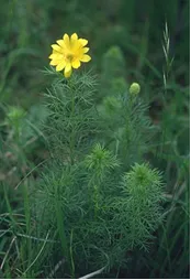 Plantele, margine, în care trăim