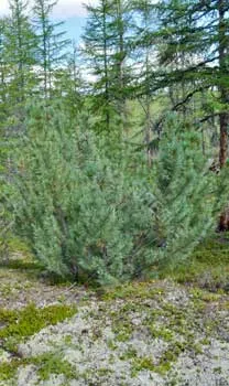 Plantele din taiga - lista tipurilor, descrieri, fapte, fotografii și descrierea florei pădurii boreale