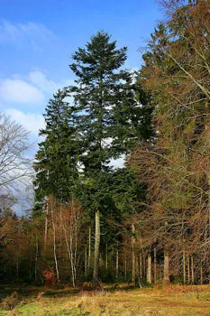 Plantele din taiga - lista tipurilor, descrieri, fapte, fotografii și descrierea florei pădurii boreale