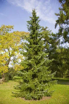 Plantele din taiga - lista tipurilor, descrieri, fapte, fotografii și descrierea florei pădurii boreale