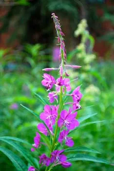 Plantele din taiga - lista tipurilor, descrieri, fapte, fotografii și descrierea florei pădurii boreale