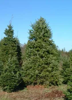 Plantele din taiga - lista tipurilor, descrieri, fapte, fotografii și descrierea florei pădurii boreale