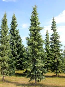 Plantele din taiga - lista tipurilor, descrieri, fapte, fotografii și descrierea florei pădurii boreale