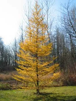 Plantele din taiga - lista tipurilor, descrieri, fapte, fotografii și descrierea florei pădurii boreale