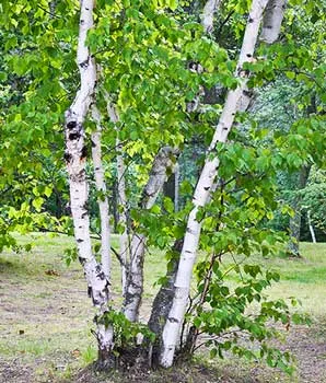 Plantele din taiga - lista tipurilor, descrieri, fapte, fotografii și descrierea florei pădurii boreale