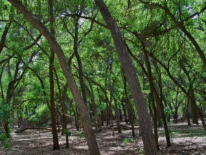 Plante caracteristici asiatice, exemple și fotografii