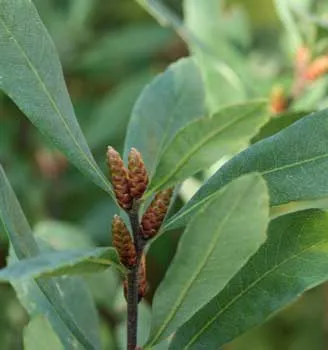 Plantele din taiga - lista tipurilor, descrieri, fapte, fotografii și descrierea florei pădurii boreale