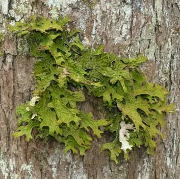 Plantele din taiga - lista tipurilor, descrieri, fapte, fotografii și descrierea florei pădurii boreale