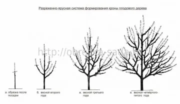 Sistemul de formare Nivelul de pomi fructiferi - slab